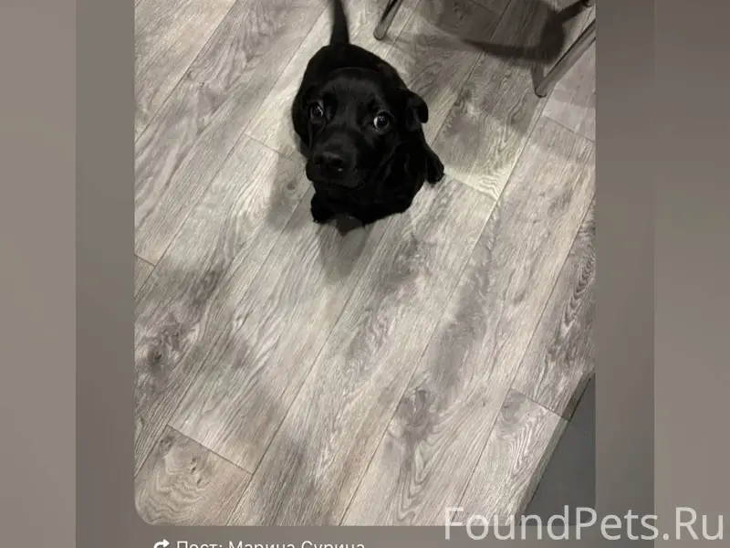Срочно!!! Ищем хозяина!!! Дево...