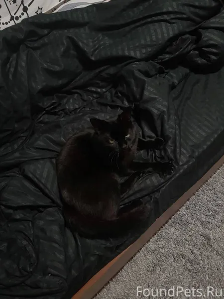 Пропал кот❗️❗️❗️ Молодой, в чё...