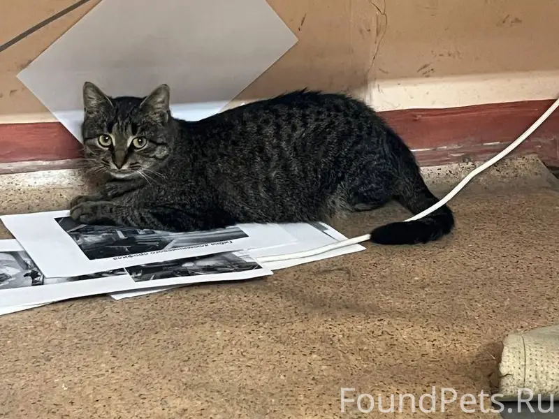 Пропала кошка в районе Выселок...