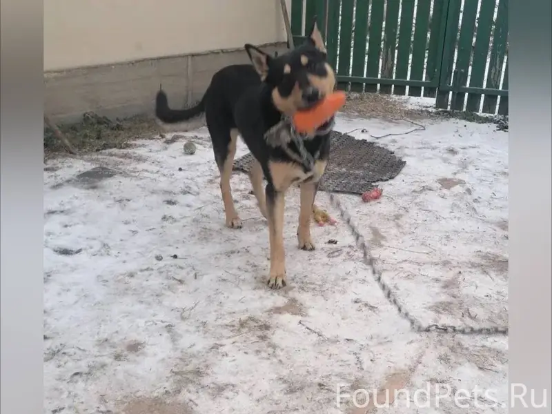 Срочно,потерялась собака ,кто ...