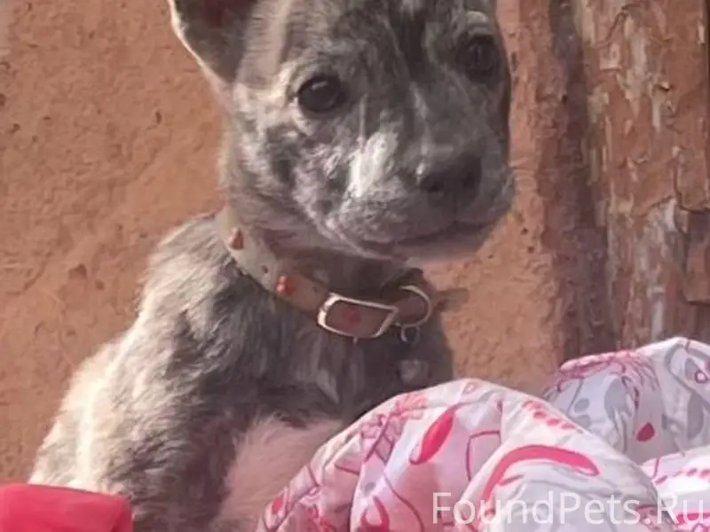 Сегодня пропала собака в район...