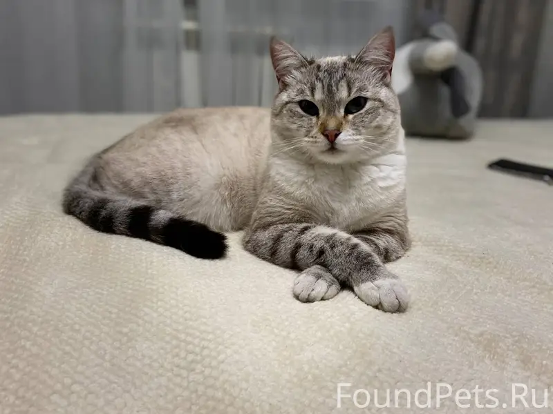 Внимание розыск! Пропала кошка...