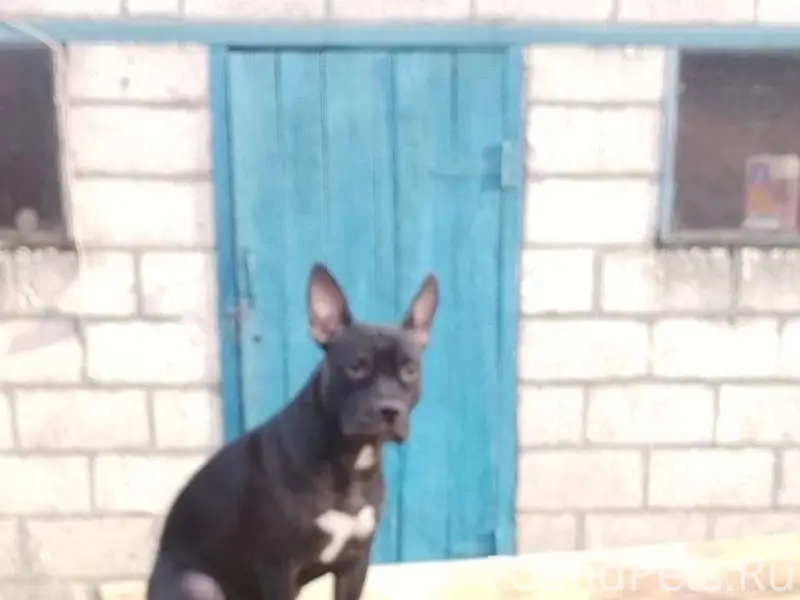 Пропала собака!!! Была в трехр...