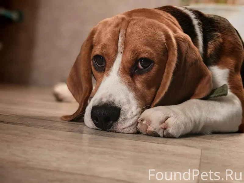 Потерялась собака если кто вид...