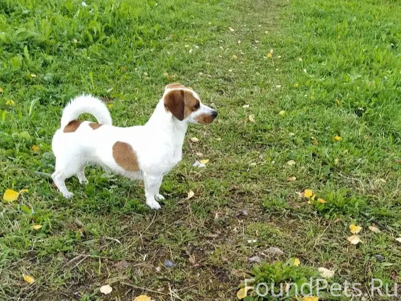 Пропала собака в районе 3-го.....