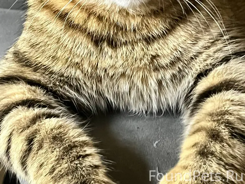 Прошу помощи!!! Пропал кот! Зо...