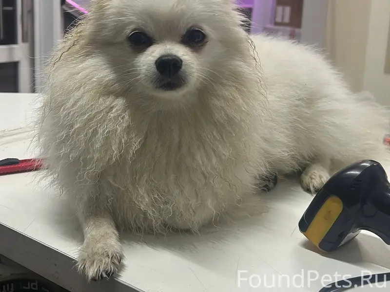 Пропала собака г. Коломна помо...