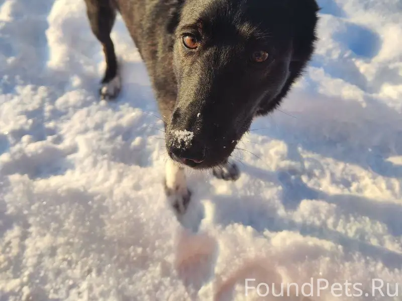 Ищем бывших хозяев! Около 12-1...