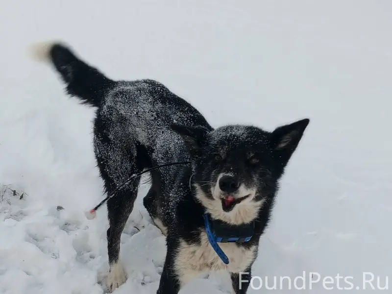 Найдены две лайки. Лежат на сн...