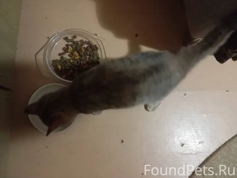 Найдена кошка по адресу Типано...