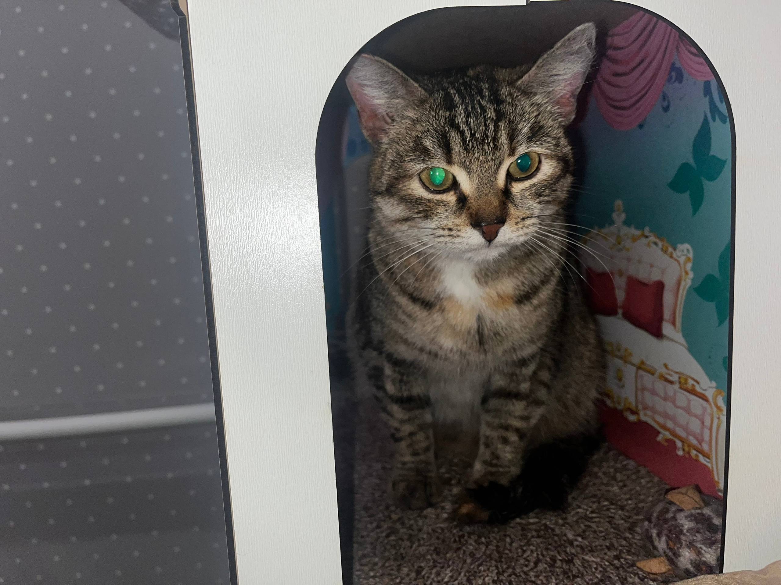 Найдена кошечка сегодня (27.12...