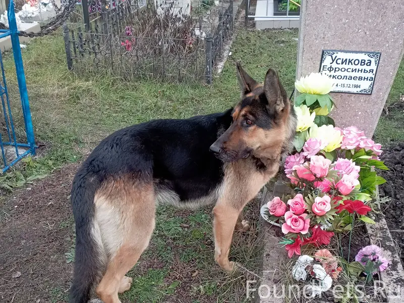 ЧЧья потеряшка????? Собака не ...