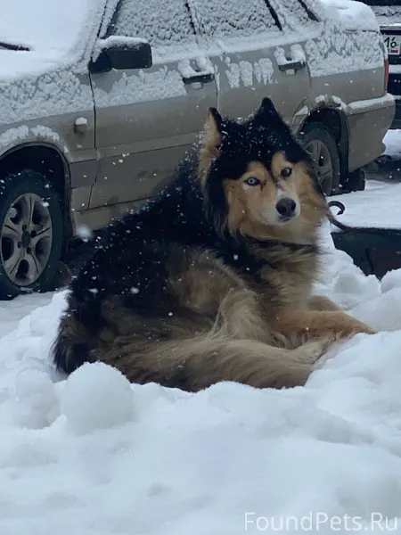 Найдена собака возле дома №13 ...