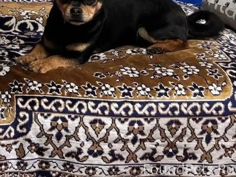 Пропала собака в селе Селезних...