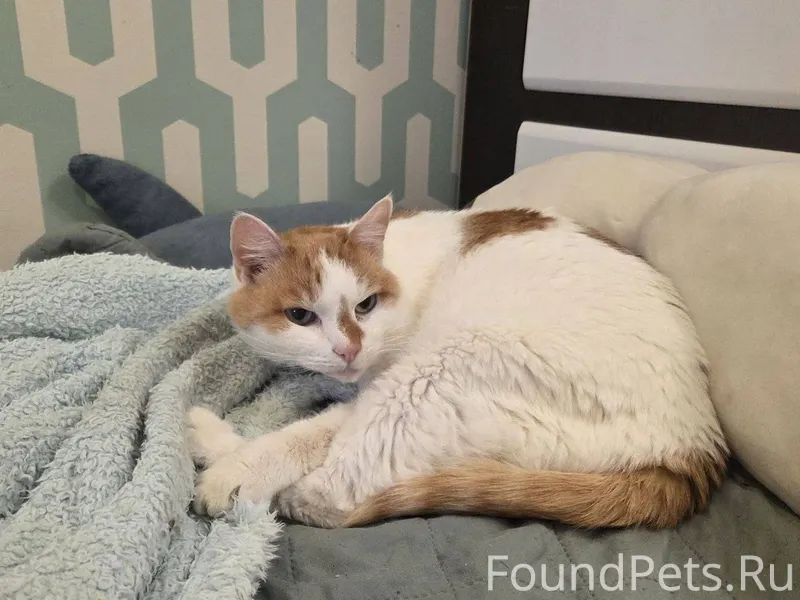 26.12 найден кот в районе...