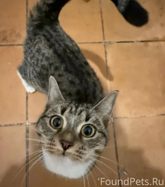 Найдена взрослая коричневая ко...