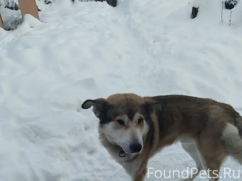Здравствуйте, собаку никто не ...