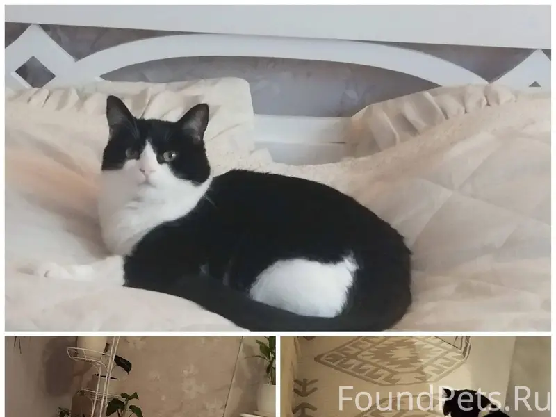 Пропала кошка черно- белого ок...