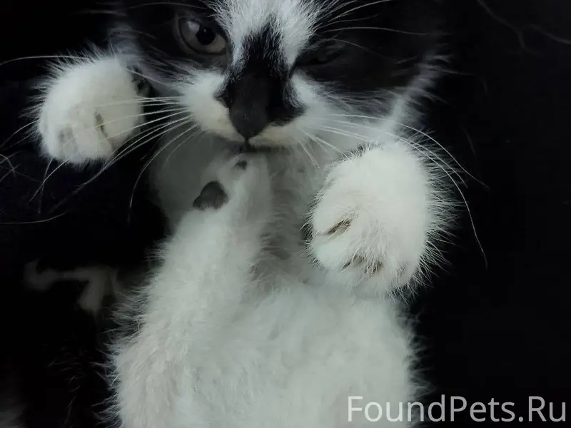 ❄️ ❄️ ❄️ Найден котенок в...