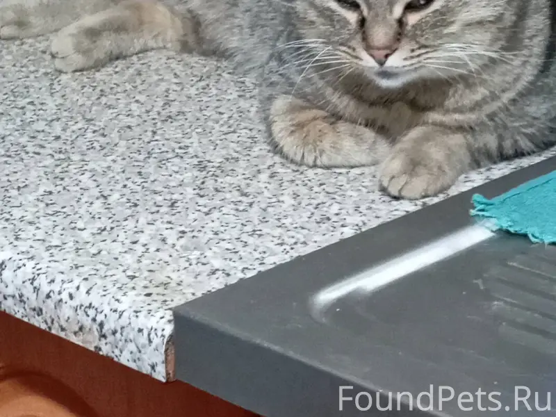 Пропал кот, зовут Тишка буду б...