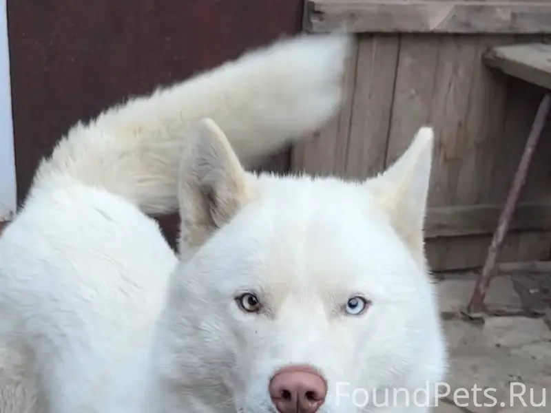 ПОТЕРЯЛАСЬ СОБАКА 89027958396 ...