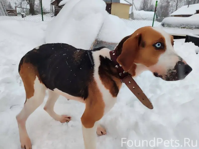 Хозяин найдись!!! Прибежала со...