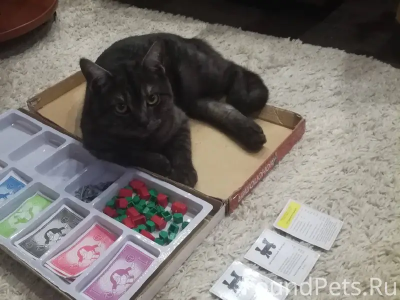 Пропал кот Тима, выбежал из ма...