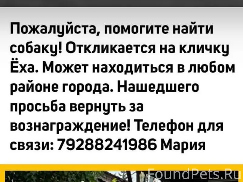 Пропала собака в г. Ессентуки!...