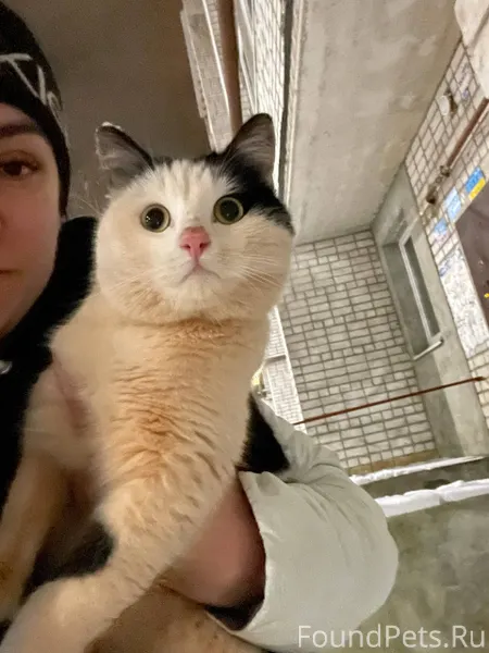 У дома появился ласковый черно...