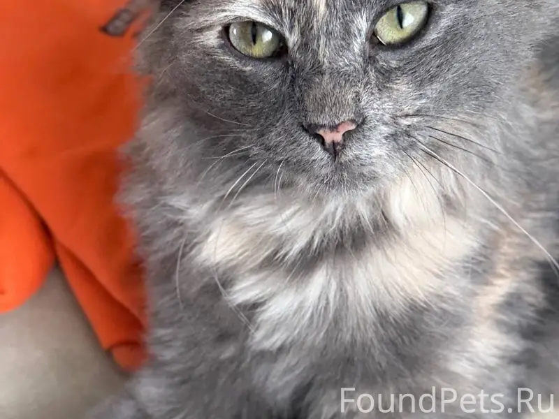 Потерялась кошка 6-месячная, п...