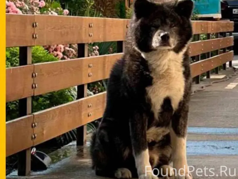 ВНИМАНИЕ, ПРОПАЛА СОБАКА! · Кл...