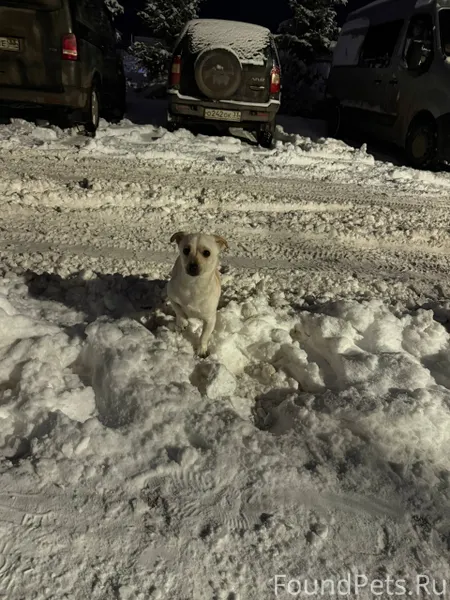 Чья собака потерялась? Бегает ...