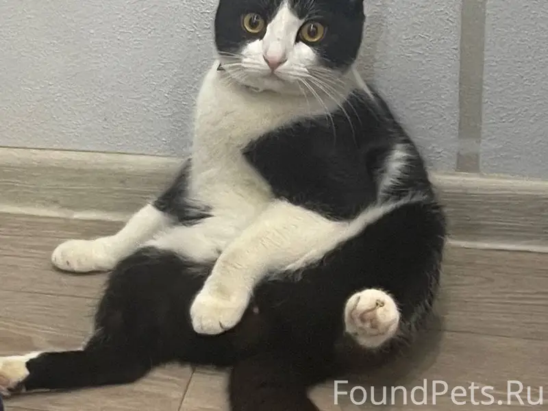 Пропал кот, помогите пожалуйст...