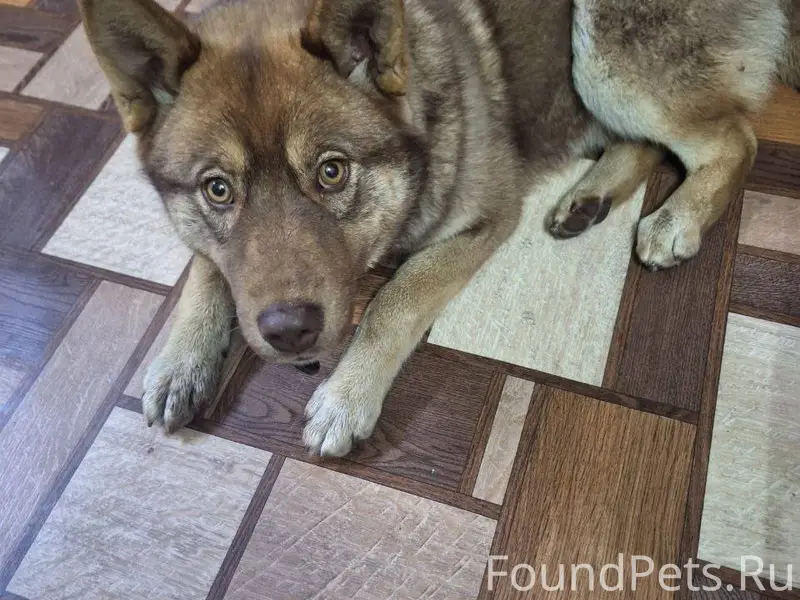 На поселке 24 прибилась собака...