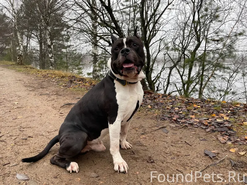 Пропала собака сегодня в 00:30...