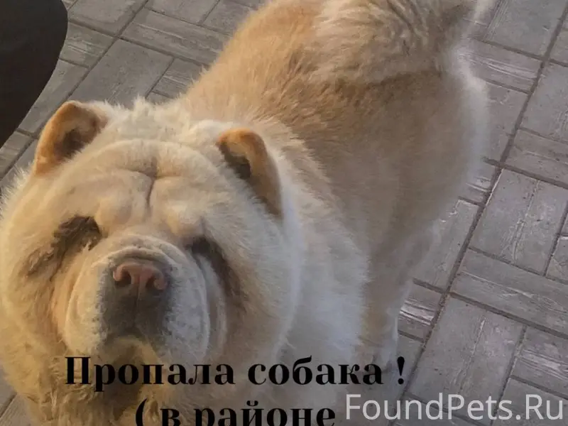 Пропала собака ! Район наркоди...