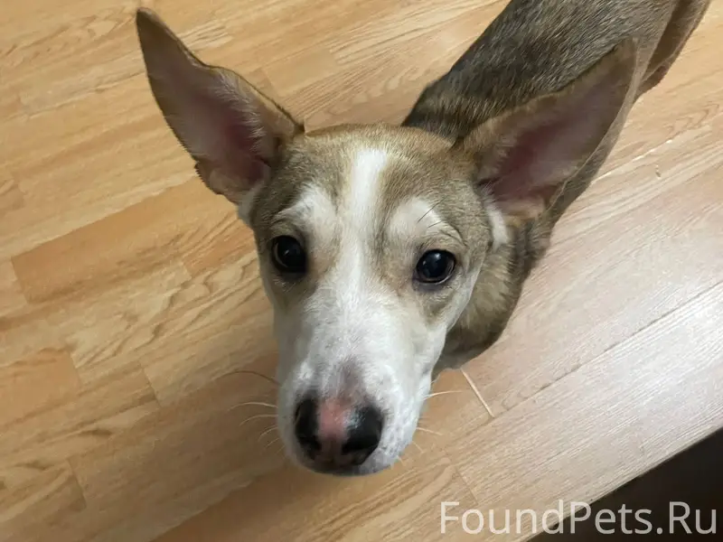 26 декабря найдена собака, Зве...