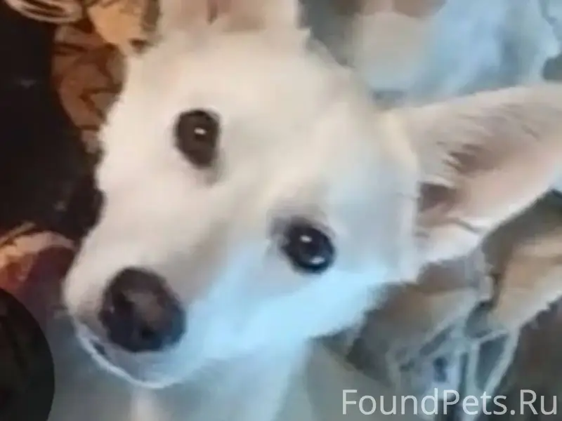 Пропала собака в районе ул. Що...