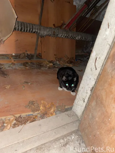 Найден кот, закрытый в подвале...