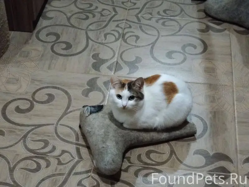 Пропала кошка. У бабушки сбежа...