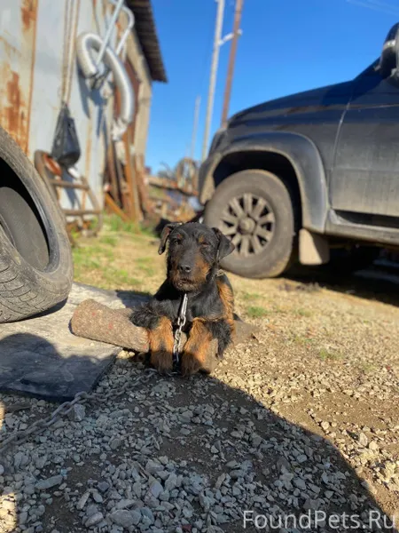 Ребята у меня убежала собака к...