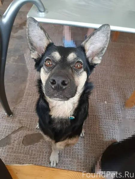 🐶🏡🐶 Сызрань и Самарская област...