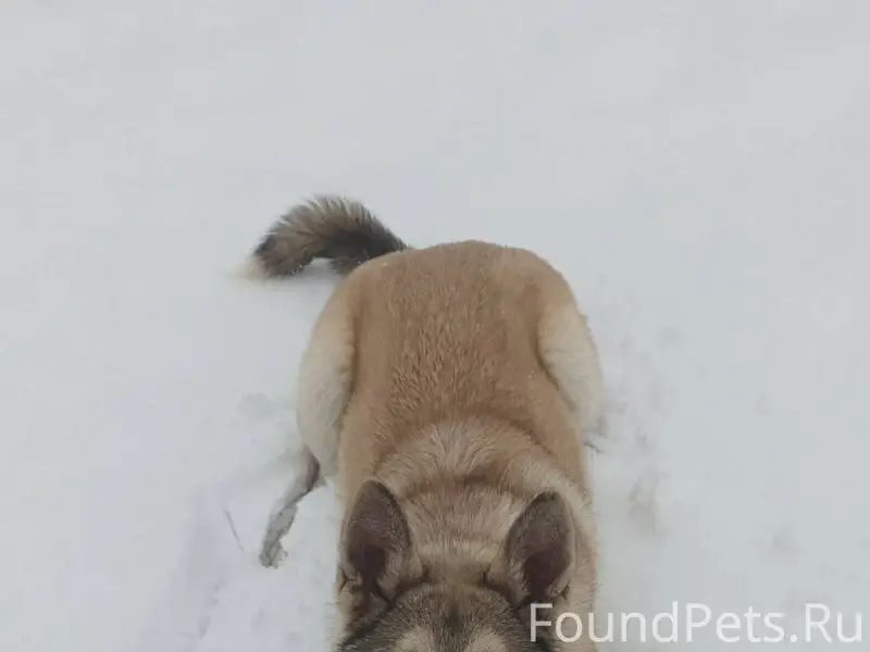 Потерялся пес, в районе 1го ка...