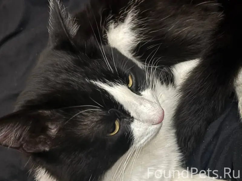 Был найден на льва Толстого 44...