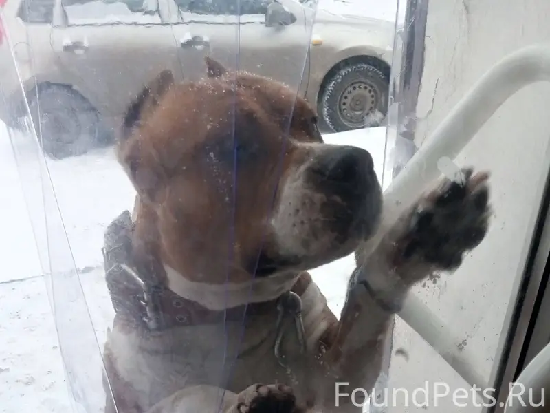 СРОЧНО!!!Пропала собака Стаффо...