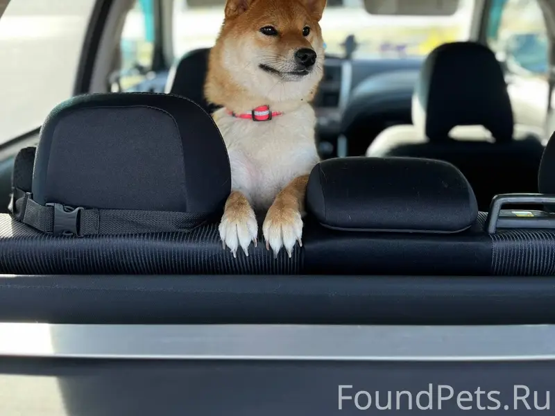 Убежала собака порода Сиба-Ину...