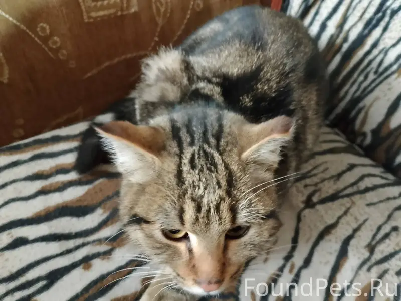 Потерялся кот. Может у кого то...