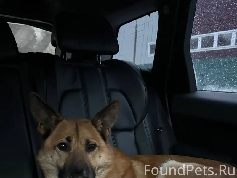 Найдена собака! Пол: кобель От...