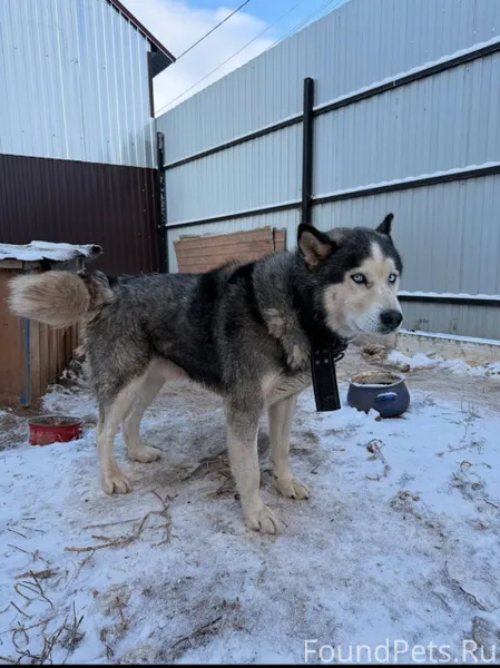 Убежала собака в Черёмушках ес...