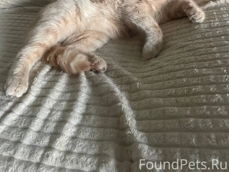 #пропало Пропал кот! На улице ...